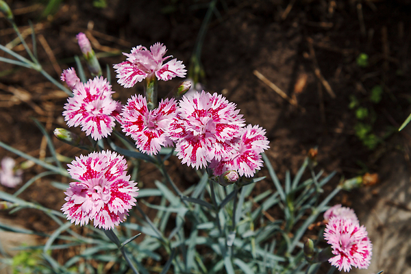 포토 JPG 해외이미지 식물 계절 꽃 화분 컬러 잎 꽃무늬 패턴 밭 자연 사람없음 야외 장식 초록색 컬러풀 뷰티 정원 봄 성장 벚꽃 신선 개화 그룹 컨테이너 카네이션 원예 내추럴 해외202310 해외포토 산업 무늬 농업 취미 생태계 파일형식