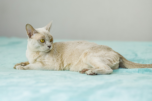 포토 JPG 해외이미지 사람없음 파란색 귀여움 고양이 해외202310 해외포토 컬러 컨셉 포유류 반려동물 파일형식