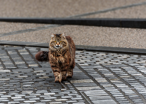 포토 JPG 해외이미지 동물 1 응시 음식 장난 포유류 자연 거리 털 사랑 앉기 사람없음 야외 반려동물 뷰티 갈색 검은색 고양이 회색 흰색 도시 작음 모피 먹기 버리기 배고픔 얼룩무늬 솜털 노숙자 땅바닥 생존 해외202310 해외포토 시선 감정 컬러 무늬 모션 바닥 크기 생태계 파일형식