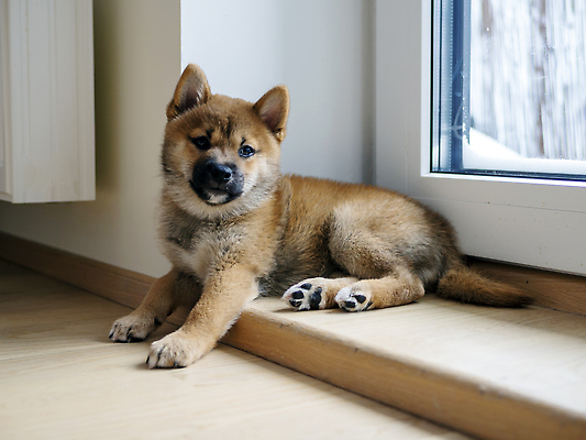 포토 JPG 해외이미지 동물 1 응시 행복 새끼 백그라운드 포유류 놀이 세포 실내 사람없음 야외 빨간색 반려동물 뷰티 갈색 귀여움 일본 아기 개 강아지 작음 모피 슛 솜털 송곳니 고립 기르기 유래 순종 해외202310 해외포토 시선 감정 아시아 컬러 컨셉 사람 내부 치아 크기 왕 돌봄 파일형식