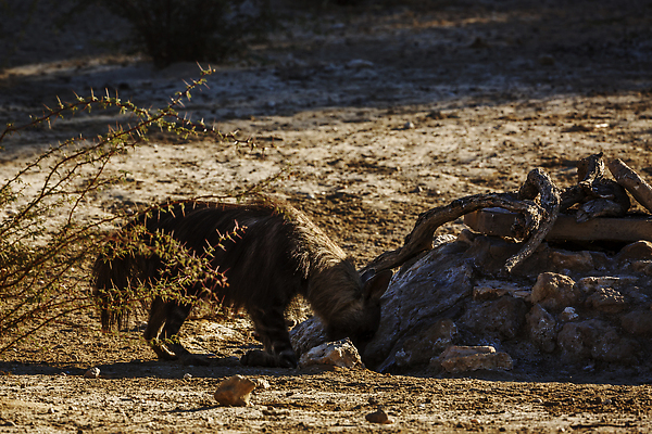포토 JPG 해외이미지 동물 야생동물 포유류 아프리카 자연 국립공원 사람없음 야외 가로 관광지 사막 황무지 보호 사파리 나미비아 남아프리카 보츠와나 보호구역 칼라하리 건조기후 해외202310 해외포토 멸종위기종 공원 나라 여행 컨셉 생태계 구역 파일형식