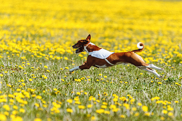 포토 JPG 해외이미지 동물 공원 행복 스포츠 셔츠 밭 포유류 모션 자연 놀이 건강 사람없음 야외 초록색 달리기 햇빛 뷰티 우주 정원 맑음 점프 검은색 경쟁 에너지 레이싱 잡기 개 유혹 강의 테리어 속도 호기심 사냥 사냥개 섬광 순간 순혈 해외202310 해외포토 공공시설 감정 컬러 컨셉 상의 농업 날씨 시합 태양 생태계 파일형식
