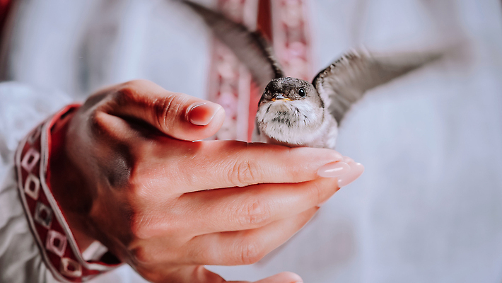 포토 JPG 해외이미지 동물 백그라운드 날개 자연 조류 병아리 관리 사람없음 야외 여름 뷰티 환경 검은색 봄 나뭇가지 둥지 먹이 깃털 생물학 부리 자수 제비 내추럴 외양간 동물상 우크라이나 해외202310 해외포토 나무 계절 교육 유럽 컬러 조형물 생태계 파일형식