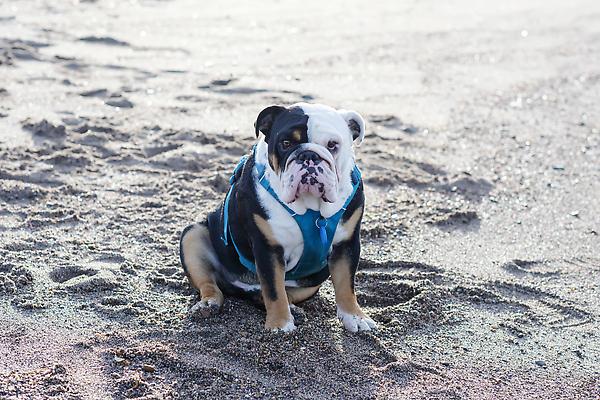 포토 JPG 해외이미지 동물 응시 공원 얼굴 바다 관계 자연 휴가 잉글랜드 안내 서기 성인 사람없음 야외 반려동물 뷰티 일몰 우정 성장 주름 클래식 개 몸단장 송곳니 기르기 동반자 유래 특별함 해외202310 해외포토 시선 공공시설 컨셉 포유류 모션 영국 사람 신체부위 친구 노을 치아 생태계 돌봄 파일형식