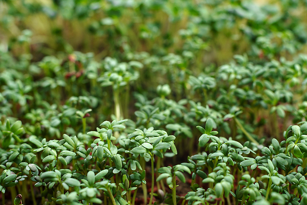 포토 JPG 해외이미지 식물 접시 음식 백그라운드 잎 농업 비즈니스 재료 자연 주택 건강 관리 씨앗 사람없음 농작물 농장 새싹 식당 정원 샐러드 수확 성장 아기 신선 허브 에코 유기농 날것 비타민 내추럴 모종 바이오 식용 원예사 총쏘기 그리너리 비건 해외202310 해외포토 직업 식기 웰빙 산업 모션 사람 건물 환경 상점 생태계 영양소 채식주의자 파일형식 트랜드컬러