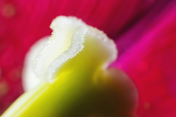 포토 JPG 해외이미지 식물 꽃잎 꽃 백그라운드 꽃무늬 자연 벽지 추상 사람없음 뷰티 봄 벚꽃 흰색 신선 개화 소프트포커스 자주색 5월 내추럴 해외202310 해외포토 계절 컬러 무늬 촬영기법 날짜 생태계 파일형식