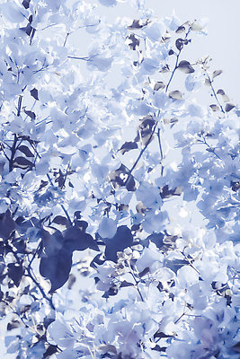 포토 JPG 해외이미지 꽃 백그라운드 나뭇잎 사람없음 파란색 나뭇가지 해외202310 해외포토 나무 식물 컬러 잎 파일형식