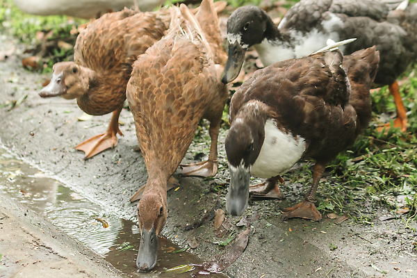 포토 JPG 해외이미지 동물 야생동물 컬러 백그라운드 밭 날개 자연 조류 오리 서기 잔디 사람없음 야외 초록색 물 여름 반려동물 컬러풀 뷰티 반사 머리 봄 달력 성장 흰색 아기 연못 큼 깃털 사냥 부리 거위 솜털 물새 동물상 밭일 해외202310 해외포토 자연요소 식물 계절 농업 모션 사람 신체부위 조형물 크기 생태계 파일형식