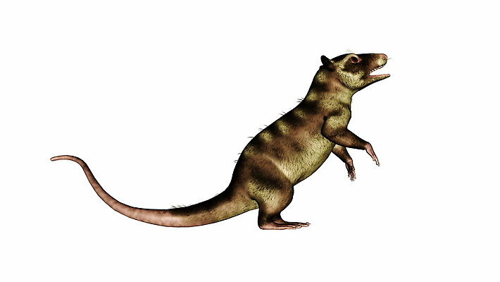 포토 JPG 해외이미지 동물 척추동물 야생동물 백그라운드 일러스트 포유류 자연 생물 털 종류 사람없음 그래픽 머리 3D 디지털 흰색 작음 꼬리 만들기 육식동물 고생물 육식 멸종 선사시대 원시시대 고립 동물상 해외202310 해외일러스트 컬러 모션 신체부위 조형물 역사 크기 디지털합성 생태계 파일형식