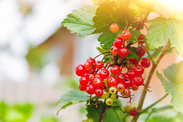 포토 JPG 해외이미지 식물 컬러 꽃다발 잎 농업 벽지 추상 프레임 매달리기 건강 식이요법 팜플렛 사람없음 여름 빛 농작물 컬러풀 햇빛 태양 활발 수확 성장 광선 신선 그룹 소프트포커스 수집 원예 보케 비타민 블러 생태학 그리너리 효과 해외202310 해외포토 자연요소 계절 교육 꽃 산업 컨셉 무늬 모션 촬영기법 취미 영양소 파일형식 트랜드컬러