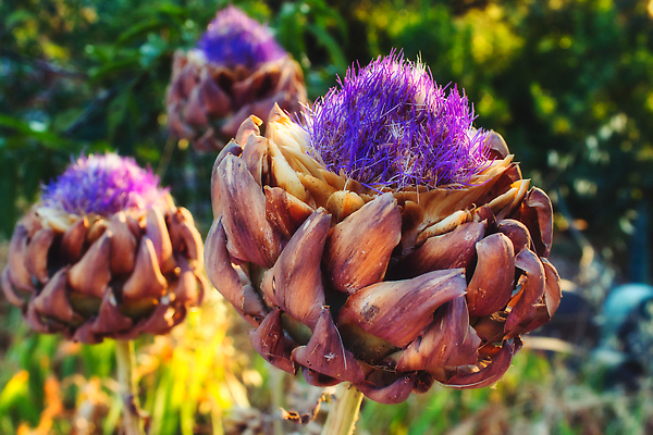 포토 JPG 해외이미지 식물 꽃 음식 컬러 잎 다이어트 채소 자연 건조 건강 사람없음 야외 초록색 태양 머리 정원 보라색 벚꽃 개화 그룹 닫기 숲 지중해 제비꽃 묘사 오브젝트 라일락 내추럴 숙성 식용 아티초크 채식주의자 해외202310 해외포토 자연요소 바다 모션 신체부위 생태계 채식 파일형식
