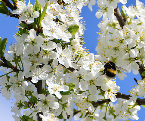 포토 JPG 해외이미지 나무 공원 꽃잎 꽃 곤충 백그라운드 잎 자연 하늘 조명 사람없음 초록색 파란색 뷰티 정원 맑음 봄 벚꽃 흰색 나뭇가지 신선 개화 체리 수분 꽃가루 꽃수술 호박벌 해외202310 해외포토 식물 동물 계절 공공시설 컬러 과일 날씨 벌_곤충 가루 생태계 파일형식