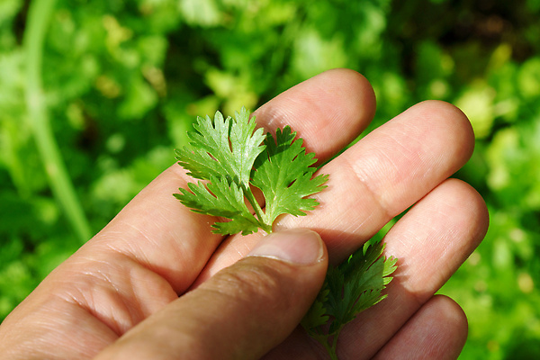 포토 JPG 해외이미지 식물 음식 잎 농업 채소 재료 건강 사람없음 초록색 농작물 약 정원 수확 성장 신선 양념 고수 농부 허브 유기농 원예 날것 향 아로마테라피 내추럴 딜 오레가노 채식주의자 해외202310 해외포토 직업 웰빙 산업 컬러 의학 취미 향신료 채식 테라피 파일형식