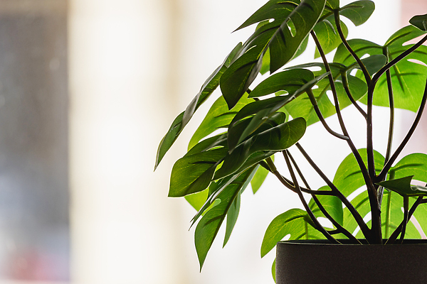 포토 JPG 해외이미지 식물 꽃 유럽 잎 자연 실내 사람없음 장식 초록색 인테리어 뷰티 활발 회색 성장 흰색 냄비 플라스틱 배열 폴란드 내추럴 브로츠와프 심기 인공 콘크리트 그리너리 현실 해외202310 해외포토 디자인 나라 컬러 컨셉 모션 재질 내부 솥 생태계 파일형식 트랜드컬러