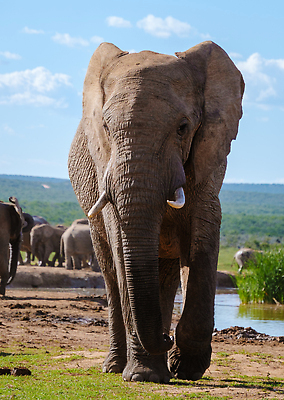 포토 JPG 해외이미지 동물 공원 야생동물 여행 포유류 가족 아프리카 초식동물 코끼리 국립공원 사람없음 물 회색 그룹 떨어짐 군중 사자 큼 사파리 귀 진흙 상아 멸종 케냐 남쪽 남아프리카 보츠와나 사바나 크루거 해외202310 해외포토 자연요소 공공시설 나라 컬러 컨셉 관계 사람 신체부위 크기 방향 남아프리카공화국 파일형식