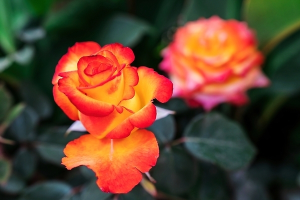 포토 JPG 해외이미지 식물 1 꽃잎 꽃 줄기 분홍색 컬러 백그라운드 꽃무늬 자연 엄마 종류 선물 사랑 사람없음 장식 빨간색 초록색 뷰티 장미 정원 보라색 침묵 벚꽃 물방울 인사 신선 생일 닫기 배열 원예 질감 부드러움 내추럴 해외202310 해외포토 기념일 감정 무늬 가족 모션 취미 소리 예절 감각 생태계 파일형식