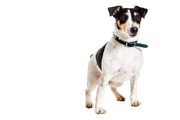 포토 JPG 해외이미지 동물 응시 백그라운드 포유류 실내 사람없음 빨간색 반려동물 뷰티 갈색 카메라 회색 흰색 개 매끈함 테리어 사냥 여우 철사 송곳니 고립 기르기 옛날 유래 특별함 순종 순혈 해외202310 해외포토 시선 컬러 컨셉 내부 전자제품 감각 치아 왕 돌봄 파일형식