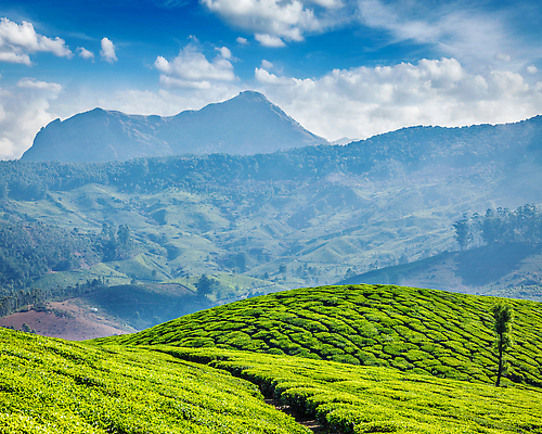 포토 JPG 해외이미지 주간 나무 아시아 아침 산 동양인 풍경 사람없음 야외 초록색 농장 평화 일출 침묵 전원 신선 차 인도인 언덕 장면 케랄라주 해외202310 해외포토 자연요소 외국인 식물 나라 음료 컬러 컨셉 농업 인종 노을 소리 인도_나라 전기에너지 파일형식