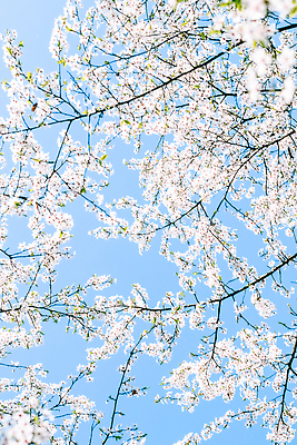 포토 JPG 해외이미지 나무 하늘색 백그라운드 자연 하늘 사람없음 벚꽃 화려 해외202310 해외포토 식물 꽃 컨셉 파란색 생태계 파일형식