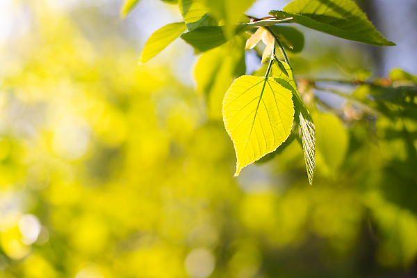 포토 JPG 해외이미지 나무 식물 계절 공원 꽃 줄기 컬러 백그라운드 잎 자연 하늘 사람없음 야외 목재 초록색 빛 햇빛 태양 뷰티 환경 정원 봄 성장 나뭇가지 신선 숲 내추럴 해외202310 해외포토 자연요소 공공시설 재료 생태계 파일형식