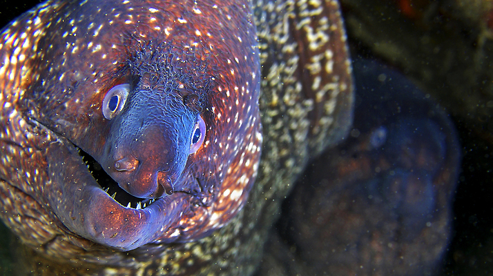 포토 JPG 해외이미지 동물 야생동물 바다 자연 어류 사람없음 야외 뷰티 환경 바닷속 수중 다양 입 스페인 산호초 치아 위험 잠수함 지중해 장어 묘사 환경보전 생태계 다이빙 생물학 암초 사냥꾼 육식 서식지 깊이 동물상 생태학 해외202310 해외포토 직업 교육 유럽 다수 컨셉 신체부위 조형물 수영 수중동물 소화기관 수중식물 사회이슈 수중스포츠 파일형식