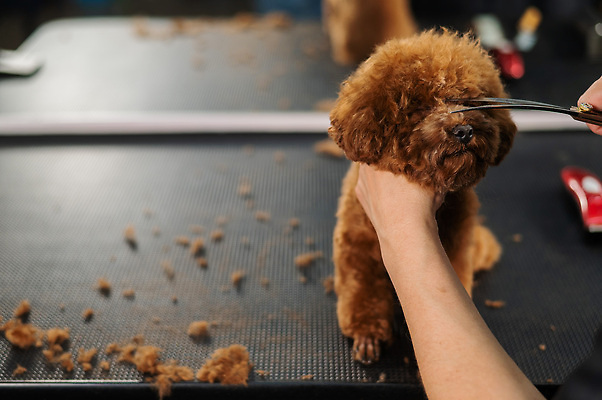 포토 JPG 해외이미지 손 신체부위 뷰티 귀여움 이발 푸들 다듬기 미용가위 해외202310 해외포토 컨셉 모션 가위_도구 사람 미용용품 개 파일형식