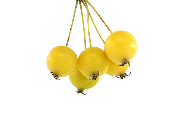 포토 JPG 해외이미지 나무 식물 계절 열매 음식 컬러 백그라운드 잎 꽃무늬 농업 과일 자연 건강 사람없음 초록색 노란색 수확 흰색 나뭇가지 신선 사과 작음 유기농 내추럴 고립 숙성 해외202310 해외포토 웰빙 꽃 산업 무늬 크기 생태계 파일형식