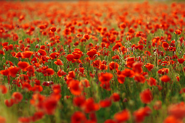 포토 JPG 해외이미지 나무 식물 계절 꽃 컬러 백그라운드 잎 꽃무늬 밭 농업 자연 하늘 사람없음 빨간색 초록색 햇빛 태양 뷰티 농장 정원 맑음 보라색 봄 벚꽃 시골 허브 원예 양귀비 진홍색 천국 해외202310 해외포토 자연요소 산업 무늬 날씨 취미 생태계 파일형식