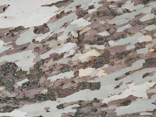 포토 JPG 해외이미지 나무 식물 디자인 백그라운드 패턴 자연 벽지 표면 날씨 추상 사람없음 목재 갈색 회색 거친 균열 널 숲 천 피부 묘사 질감 먼지 나무껍질 내추럴 옛날 디테일 해외202310 해외포토 컬러 무늬 재료 모션 신체부위 껍질 직물 생태계 파일형식