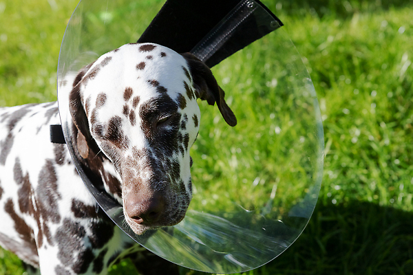 포토 JPG 해외이미지 동물 응시 포유류 건강 미소 앉기 사람없음 반려동물 약 갈색 고통 환자 수술 개 강아지 보호 핥기 상처 플라스틱 붕대 목 외과 원뿔 수의사 송곳니 기르기 달마시안 돌봄 유래 치유 순혈 해외202310 해외포토 도형 시선 감정 컬러 컨셉 의학 모션 재질 표정 병원 신체부위 치료 의사 치아 파일형식