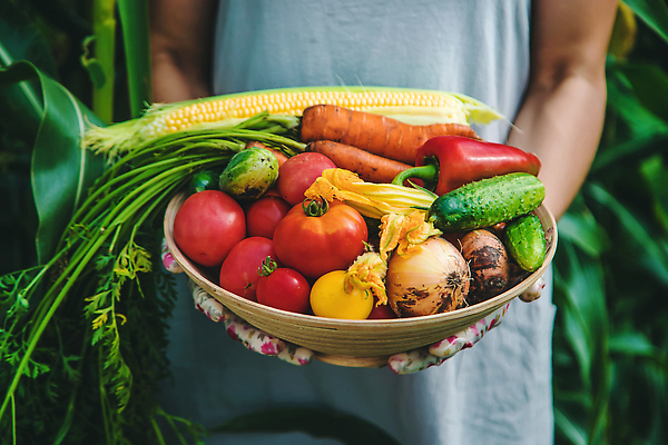 포토 JPG 해외이미지 식물 손 배너 음식 백그라운드 밭 농업 토마토 채소 자연 건강 사람 사람없음 야외 빨간색 초록색 농작물 상자 농장 정원 당근 수확 성장 신선 잡기 시장 농부 상추 나무상자 수집 먹기 가득함 유기농 원예 날것 내추럴 바이오 밭일 숙성 원예사 채식주의자 카피스페이스 해외202310 해외포토 직업 웰빙 산업 컬러 모션 뿌리채소 취미 신체부위 공백 생태계 채식 파일형식