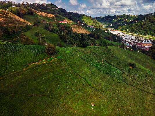 포토 JPG 해외이미지 직업 전통 계절 문화 음료 음식 잎 농업 자연 노동자 산 건강 동양인 사람없음 야외 초록색 농장 정원 검은색 수확 성장 신선 업무 재산 맛 녹차 언덕 칠면조 내추럴 드론 조감도 튀르키예 해외202310 해외포토 식물 산업 아시아 컬러 컨셉 조류 인종 금융 차_음료 작업 생태계 파일형식