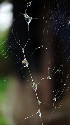 포토 JPG 해외이미지 식물 실루엣 백그라운드 패턴 자연 아침 추상 주택 매달리기 사람없음 야외 목재 여름 빛 햇빛 환경 웹 물방울 선택 이슬 그림 질감 망사 내추럴 해외202310 해외포토 주간 나무 계절 컨셉 무늬 인터넷 재료 모션 촬영기법 건물 태양 직물 생태계 파일형식