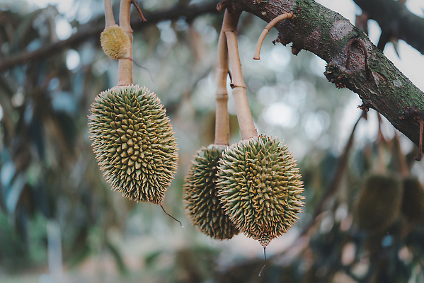 포토 JPG 해외이미지 나무 식물 손 계절 아시아 음식 농업 과일 재료 태국 자연 디저트 건강 사람 동양인 사람없음 초록색 농장 노란색 정원 수확 껍질 시골 신선 잡기 작업 못 가시 시장 달콤 맛 농부 왕 유기농 원예 날것 내추럴 숙성 이국적 인기 맛있는 해외202310 해외포토 직업 웰빙 나라 산업 컬러 컨셉 모션 인종 취미 신체부위 공구 생태계 파일형식