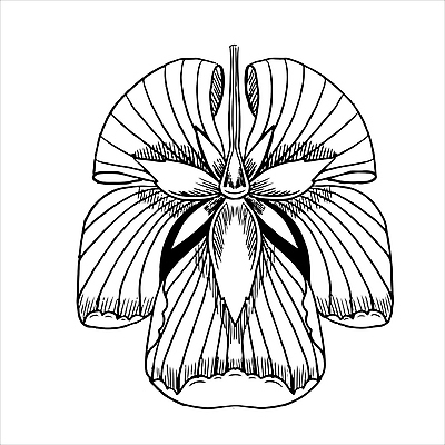 포토 JPG 해외이미지 식물 1 전통 디자인 꽃잎 꽃 길 컨셉 잎 꽃무늬 일러스트 부분 추상 형상 사람없음 그래픽 장식 검은색 수확 흰색 나뭇가지 화려 우아함 낙서 라인아트 오브젝트 싱글 흰배경 그림 질감 심플 윤곽 손그림 고립 르네상스 바로크 색칠공부 엘리먼트 스타일 해외202310 해외일러스트 나무 선 컬러 백그라운드 무늬 농업 학습 색칠 파일형식