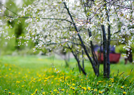 포토 JPG 해외이미지 나무 식물 계절 꽃잎 꽃 유럽 컬러 백그라운드 꽃무늬 자연 벽지 새로움 사람없음 야외 초록색 파란색 빛 햇빛 태양 뷰티 갈색 정원 맑음 봄 성장 벚꽃 흰색 나뭇가지 신선 개화 체리 사과 4월 묘사 부드러움 자두 내추럴 라트비아 해외202310 해외포토 자연요소 나라 컨셉 무늬 과일 날씨 북유럽 감각 날짜 생태계 파일형식
