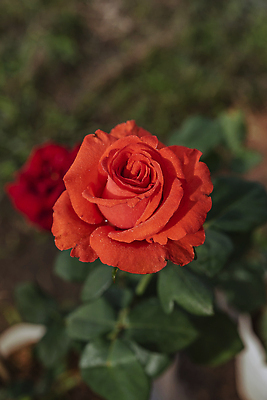 포토 JPG 해외이미지 식물 공원 꽃잎 꽃 줄기 컬러 백그라운드 잎 꽃무늬 자연 아침 풍경 사람없음 야외 빨간색 초록색 여름 컬러풀 뷰티 장미 머리 정원 봄 성장 벚꽃 시골 신선 개화 다발 허브 향수 원예 아로마 내추럴 해외202310 해외포토 주간 계절 공공시설 무늬 취미 신체부위 화장품 생태계 파일형식