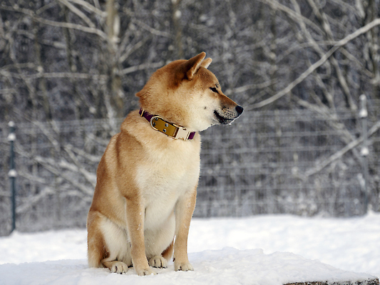 포토 JPG 해외이미지 나무 겨울 사람없음 야외 설원 추위 강아지 목줄 시바견 해외202310 해외포토 식물 계절 눈_날씨 반려동물 개 파일형식 반려용품