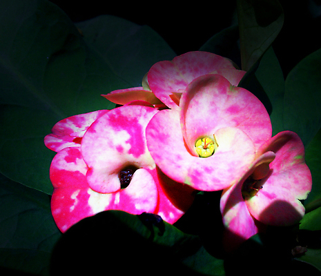 포토 JPG 해외이미지 꽃 분홍색 잎 자연 사람없음 화려 원예 해외202310 해외포토 식물 컬러 컨셉 취미 생태계 파일형식