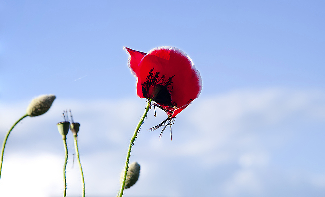 포토 JPG 해외이미지 식물 계절 꽃잎 꽃 백그라운드 꽃무늬 밭 농업 자연 하늘 풍경 사람없음 야외 빨간색 초록색 여름 파란색 햇빛 뷰티 정원 침묵 봄 낭만 자유 벚꽃 시골 개화 허브 심볼 조경 양귀비 기념물 해외202310 해외포토 산업 컬러 컨셉 무늬 태양 소리 생태계 파일형식