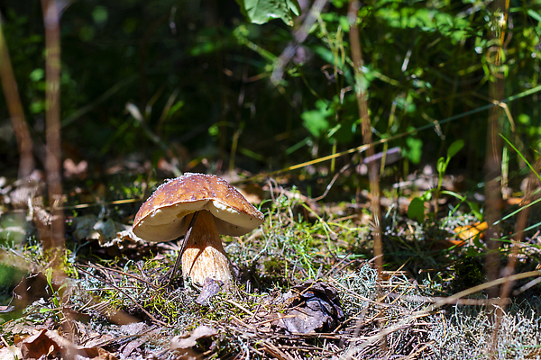포토 JPG 해외이미지 나무 식물 1 계절 음식 낙엽 다이어트 채소 재료 자연 건강 사람없음 목재 초록색 뷰티 갈색 환경 식사 버섯 성장 가을 흰색 신선 숲 큼 수집 유기농 날것 내추럴 곰팡이 그물버섯 식용 채식주의자 캡모자 비건 맛있는 해외202310 해외포토 모자_잡화 웰빙 컬러 잎 크기 생태계 채식 파일형식