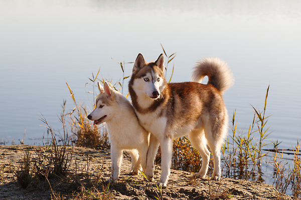 포토 JPG 해외이미지 동물 호수 새끼 컬러 백그라운드 포유류 표면 털 사람없음 야외 물 빛 햇빛 반사 노란색 환경 가을 흰색 연못 개 깃털 호기심 솜털 송곳니 기르기 유래 순혈 해외202310 해외포토 자연요소 계절 감정 컨셉 태양 치아 돌봄 파일형식