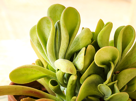 포토 JPG 해외이미지 식물 화초 백그라운드 잎 지폐 돈 겨울 비즈니스 손가락 자연 설명 사람없음 야외 장식 초록색 환경 정원 성장 신선 냄비 큼 묘사 유기농 트럼펫 튜브 흙더미 내추럴 고립 다육식물 돌봄 심기 해외202310 해외포토 손 웰빙 계절 컬러 모션 흙 재산 솥 크기 금관악기 생태계 파일형식 더미