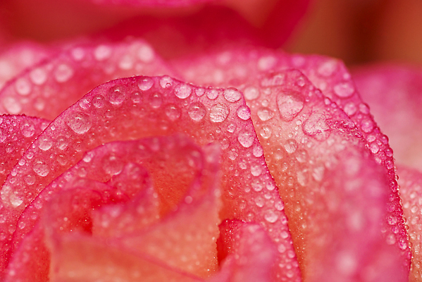 포토 JPG 해외이미지 식물 꽃잎 꽃 분홍색 꽃다발 백그라운드 꽃무늬 자연 휴가 발렌타인데이 선물 사랑 사람없음 장식 빨간색 물 여름 컬러풀 뷰티 장미 정원 봄 낭만 젖음 벚꽃 물방울 축하 신선 떨어짐 이슬 묘사 꽃봉오리 질감 기회 향기 엽서 아로마 내추럴 해외202310 해외포토 자연요소 계절 감정 컬러 컨셉 무늬 데이이벤트 편지 생태계 냄새 파일형식