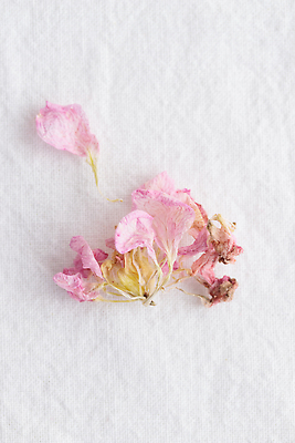 포토 JPG 해외이미지 모양 식물 꽃잎 분홍색 백그라운드 잎 꽃무늬 자연 벽지 프레임 사랑 사람없음 장식 봄 낭만 수확 벚꽃 흰색 축하 직물 인사 원형 플랫 질감 복고 열정 위치 내추럴 미니멀리스트 미니멀 해외202310 해외포토 도형 계절 꽃 감정 컬러 컨셉 무늬 농업 예절 생태계 파일형식