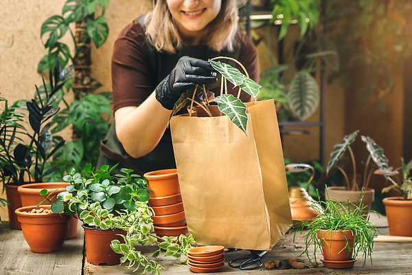 포토 JPG 해외이미지 식물 템플릿 라이프스타일 여자 꽃 화분 종이 장갑 가방 비즈니스 사업가 노동자 주택 직장 실내 한명 사람 쇼핑 판매 상점 앞치마 놀이방 흰색 잡기 도자기 센터 작업실 보호 구매 냄비 작음 꽃집 서비스 원예 패키지 고무 소매 주인 분재 짐싸기 심기 원예사 목업 해외202310 해외포토 나무 직업 1 잡화 컬러 컨셉 회사 모션 취미 내부 건물 생활 솥 크기 파일형식