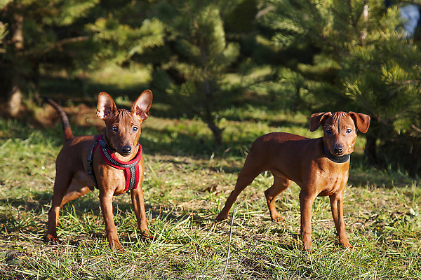 포토 JPG 해외이미지 동물 한마리 응시 행복 얼굴 새끼 장난 포유류 모션 자연 놀이 털 사람없음 초록색 반려동물 달리기 가축 소나무 개 강아지 작음 송곳니 기르기 카피스페이스 순혈 해외202310 해외포토 나무 1 시선 감정 컬러 신체부위 공백 치아 크기 생태계 돌봄 파일형식