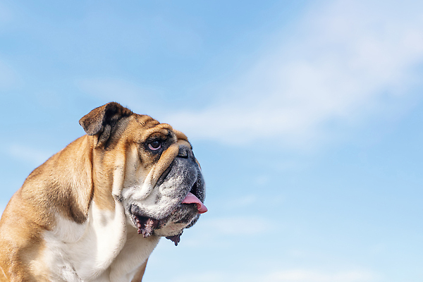 포토 JPG 해외이미지 동물 응시 공원 행복 얼굴 백그라운드 관계 자연 잉글랜드 안내 사랑 서기 성인 사람없음 야외 반려동물 뷰티 갈색 우정 달력 성장 주름 클래식 개 혀 불독 몸단장 송곳니 기르기 동반자 유래 특별함 카피스페이스 순혈 해외202310 해외포토 시선 공공시설 감정 컬러 컨셉 포유류 모션 영국 사람 신체부위 친구 공백 입 치아 생태계 돌봄 파일형식