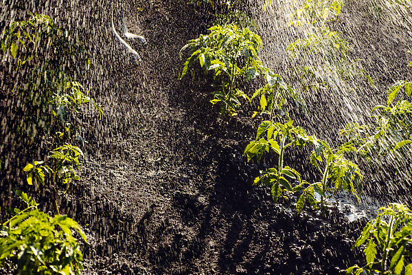 포토 JPG 해외이미지 식물 계절 잎 밭 농업 토마토 채소 부츠 사람없음 초록색 물 농작물 농장 농경지 새싹 정원 봄 성장 물방울 신선 업무 붓기 농부 물주기 유기농 원예 스프레이 분무기 호스 뒤뜰 모종 묘목 밭일 스프링쿨러 심기 양발 원예사 해외202310 해외포토 자연요소 나무 직업 웰빙 산업 컬러 신발 모션 취미 작업 파일형식