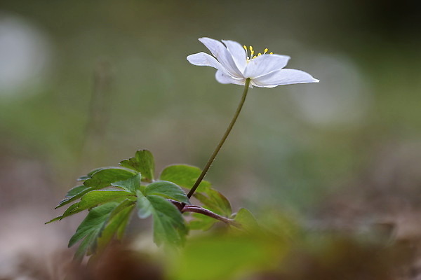 포토 JPG 해외이미지 식물 계절 꽃잎 꽃 야생동물 컬러 백그라운드 잎 꽃무늬 자연 풍경 사람없음 야외 장식 초록색 여름 컬러풀 뷰티 노란색 환경 정원 맑음 봄 들꽃 벚꽃 흰색 신선 개화 숲 내추럴 아네모네 영원 해외202310 해외포토 동물 무늬 날씨 생태계 파일형식